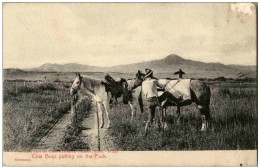 Cow Boys Putting On The Pack - Sonstige & Ohne Zuordnung