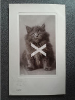 TOPSY CAT OLD R/P POSTCARD ROTARY ANIMALS - Cats