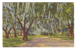 UNITED STATES // THE PAKENHAM OAKS (ALSO KNOWN AS THE CATHEDRAL OF OAKS) - New Orleans