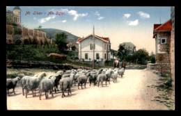 LIBAN - AIN SOFAR - TROUPEAU DE MOUTONS - Líbano