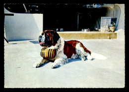 73 - BRIDES-LES-BAINS - CHIEN ST-BERNARD "LAPS" DU BAR PARISIEN - Brides Les Bains