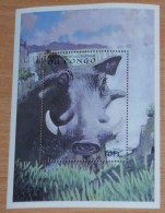 CONGO 2000, Pigs, Animals, Fauna, Mi #B86, Souvenir Sheet, MLH* - Autres & Non Classés