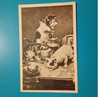 Cartolina Gattini. Viaggiata 1917 - Chats