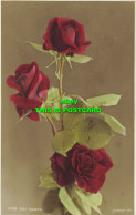 R591335 5028. Red Roses. Judges - Mundo