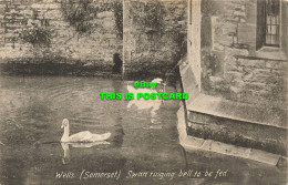 R592008 Wells. Somerset. Swan Ringing Bell To Be Fed. Friths Series. 1906 - Monde