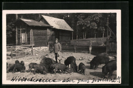 AK Förster Im Wildschweingehege In Moritzburg  - Pigs