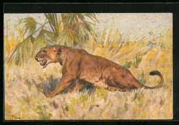 Künstler-AK Weiblicher Löwe In Freier Wildbahn  - Tigres