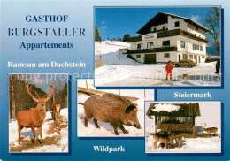 73625207 Ramsau Dachstein Steiermark Gasthof Burgstaller Wildpark Mit Rot- Und S - Andere & Zonder Classificatie