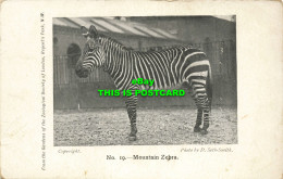 R593077 Mountain Zebra. Gardens Of The Zoological Society Of London. No. 19. D. - Other & Unclassified