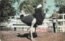 73974312 Pasadena_California_USA Mayor Mc. Kinley Ostrich Farm - Otros & Sin Clasificación