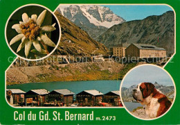 12974815 Grand Saint Bernard Bernardiner Hund  Grand Saint Bernard - Autres & Non Classés
