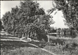 12588465 Mammern Seepromenade Kuranstalt Am Untersee Bodensee Mammern - Autres & Non Classés