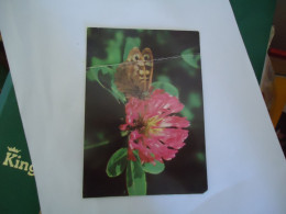 BULGARIA     POSTCARDS  1976  BUTTERFLIES AND FLOWERS   FOR MORE PURHASES 10% DISCOUNT - Bulgarie