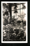 AK Posen, Statue Im Palmenhaus  - Posen