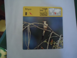 GREECE   POSTCARDS   BIRD BIRDS VIDUA MACROUNA  MORE  PURHASES 10% DISCOUNT - Vögel