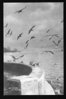 14709 - SUISSE - LAC LEMAN - Les Mouettes - Interlaken