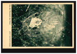 Foto-AK Aus Der Werkstatt Der Natur: Das Spinnennetz, GÖTTINGEN 14.10.1934 - Other & Unclassified
