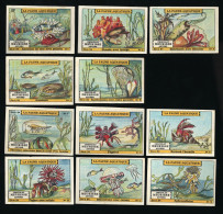 Meurisse - Ca 1930 - 84 - La Faune Aquatique, Aquatic Fauna - Serie (no 6 Missing) - Sonstige & Ohne Zuordnung