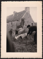 Jolie Photographie Animée Prise Près D'une Ferme à Plougonven En Juillet 1958, Finistère, Bretagne, 8,5 X 11,7 Cm - Places