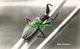 R595056 Water Scorpion. Heather Angel - Welt