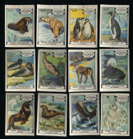 Meurisse - Ca 1930 - 85 - Faune Circumpolaire, Circumpolar Fauna - Full Serie (not All Perfect) - Altri & Non Classificati