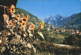 12372675 Contra Ortsansicht Sonnenblumen Contra - Sonstige & Ohne Zuordnung