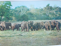 Sri Lanka Ceylan  Eléphants     CP240269 - Sri Lanka (Ceilán)