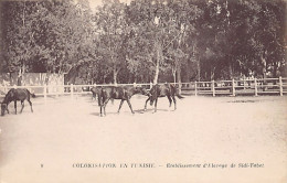 Colonisation En Tunisie - Etablissement D'élevage De Sidi-Tabet - Ed. ND Phot. Neurdein 8 - Tunisia