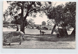 Guinée Conakry - Scène Pastorale - Ed. C.O.G.E.X. 2141 - Guinée