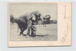 India - Elephant And Trainer - FORERUNNER SMALL SIZE POSTCARD - Publ. Clifton & Co. - Indien