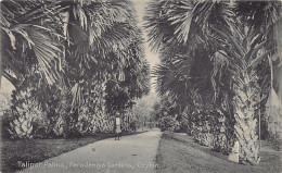 Sri Lanka - Talipot Palms, Peradeniya Gardens - Publ. Plâté Ltd. 102 - Sri Lanka (Ceylon)
