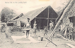 Thailand - Native Life In The Paddy Field - Publ. J. Antonio 8 - Thaïland