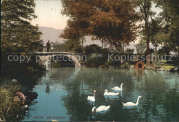 12319425 Zuerichhorn Partie Am Fluss Schwaene Bruecke  - Autres & Non Classés