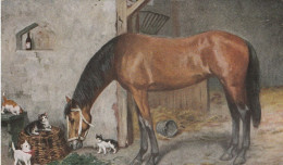 CHEVAL - Illustrateur - Horses