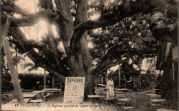 N°1667 W -cpa Villennes -le Sophora- - Bäume