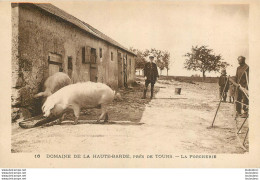 COCHONS LA PORCHERIE DU DOMAINE DE LA HAUTE-BARDE PRES DE TOURS - Pigs