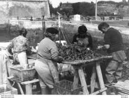 OLERON OSTREICULTURE  PHOTO ORIGINALE  FORMAT 24X18CM ANNEES 60 R9 - Lieux