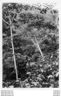 REGION CONGO OUBANGUI CHARI ANNEES 1930 Ref18  PHOTO 13 X 9 CM - Afrika