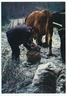 CPSM / CPM 10.5 X 15 Prestige PUY-DE-DÔME  Ramassage De .?. Sous La Neige Paysans Sacs Bœufs Char - Other & Unclassified