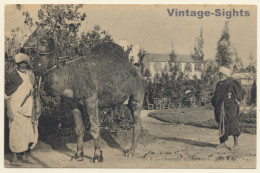 Tunisia: Chameau Et Chamelier / Camel (Vintage PC 1910s/1920s) - Other & Unclassified