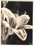 Fotografie Unbekannter Fotograf Und Ort, Blühende Lilie, Botanik  - Other & Unclassified