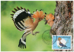 LIBYA 1976 Birds Bird "Eurasian Hoopoe" (maximum-card) #5 - Picchio & Uccelli Scalatori