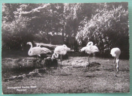 Basel - Zoologischer Garten: Flamingo - Bâle