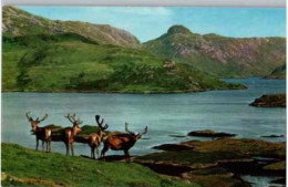 SCOTTISH HIGHLANDS. -  Royal Stag In Velvet -  Cerf Royal.   -  Non Circle. - Andere & Zonder Classificatie