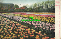 R598722 Tulpenvelden Bij Haarlem. Dr. Trenkler. 1905 - Welt