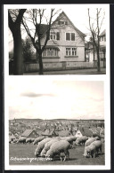 AK Schwenningen /Neckar, Haus In Der Rottweiler Str. 52, Ortsansicht Mit Schafen  - Rottweil