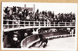 35155 / Rare Arènes SAINTES-MARIE-MER Carte-Photo GEORGE Orphelin GRANON Projette BISCAREL Au Dela Barrières 1950s Ste - Saintes Maries De La Mer