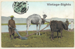 Egypt: Camel & Ox Plow / Agricultur (Vintage PC 1913) - Other & Unclassified