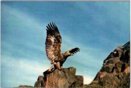 NORTH WEST SCOTLAND. -  The Golden Eagle.      Photo J. Arthur Dixon   -  Non Circulée - Andere & Zonder Classificatie