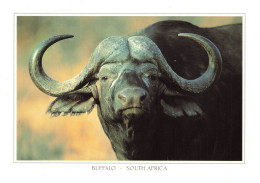 AFRIQUE DU SUD - Buffalo - South Africa - Carte Postale - Sudáfrica